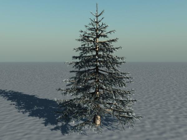 Pine Tree 3d Model
